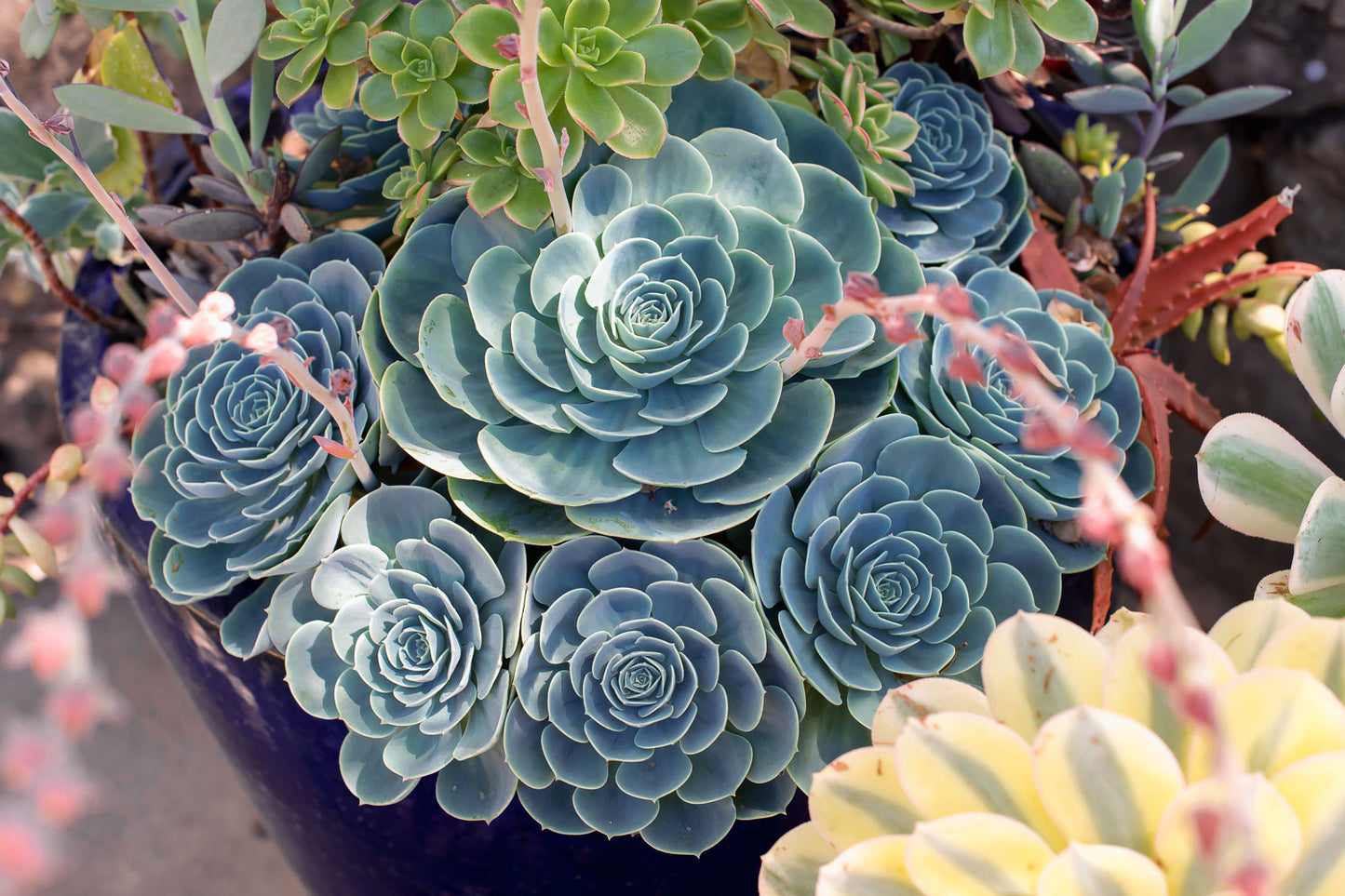 Blue Echeveria