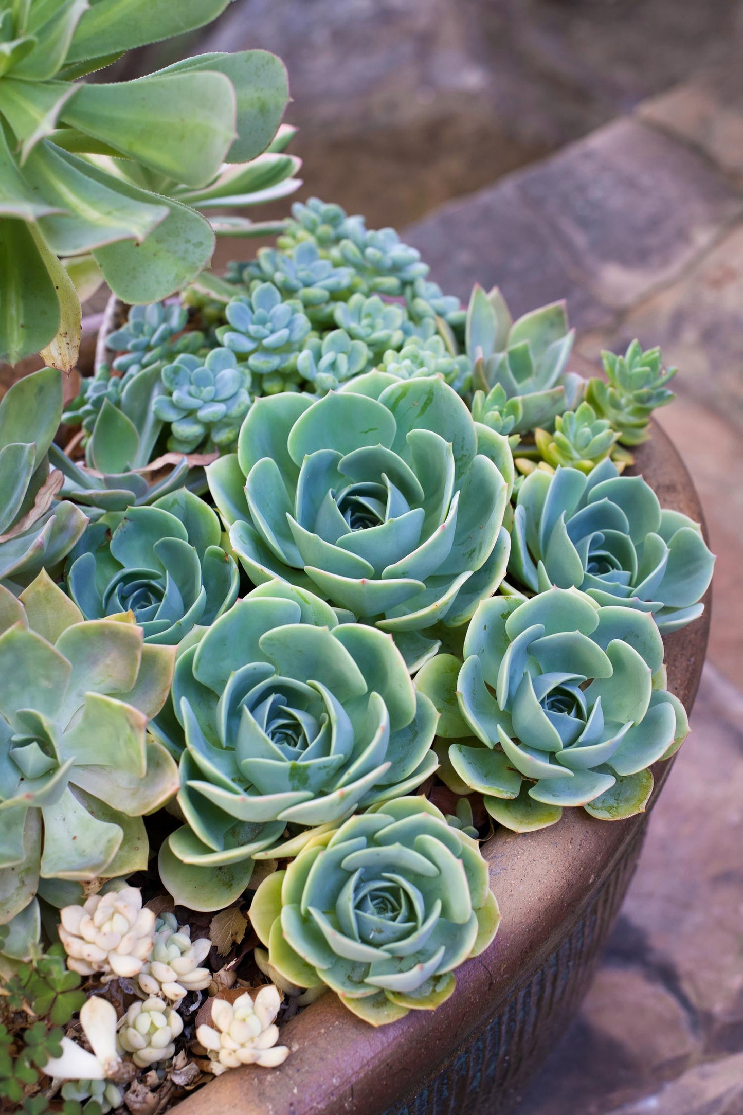 Echeveria Imbricata