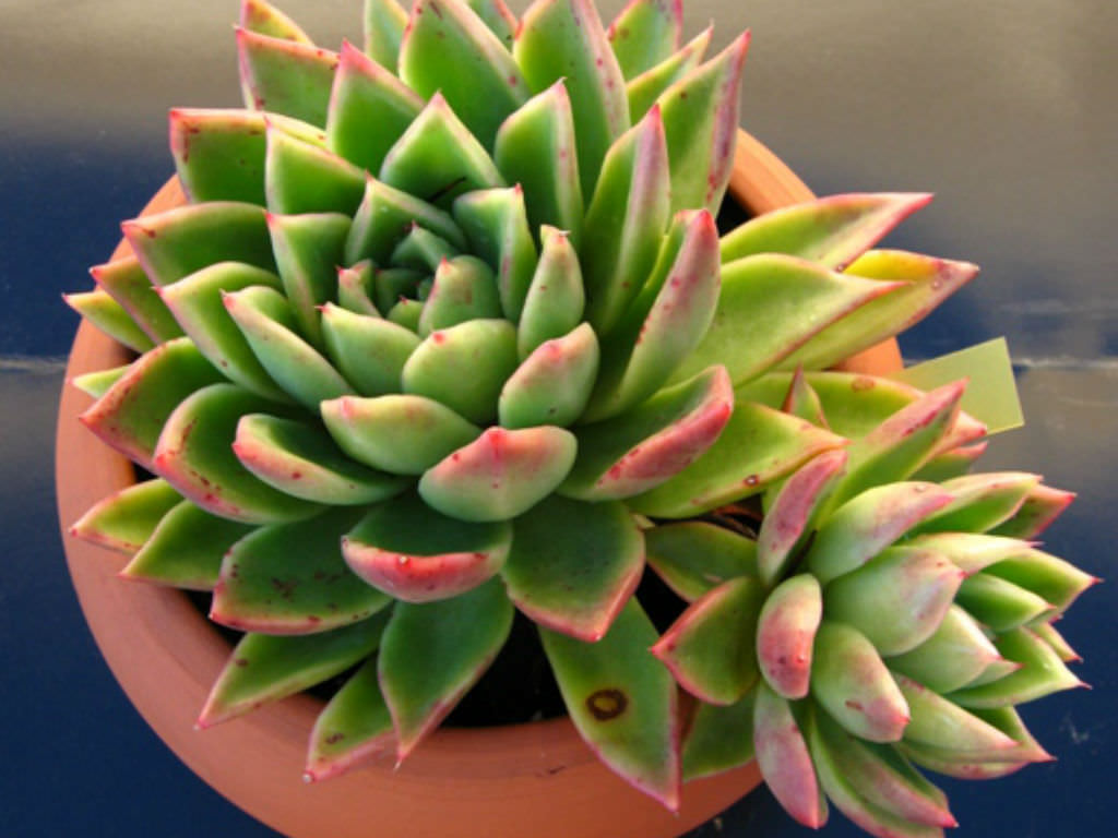 Echeveria Agavoides Prolifera