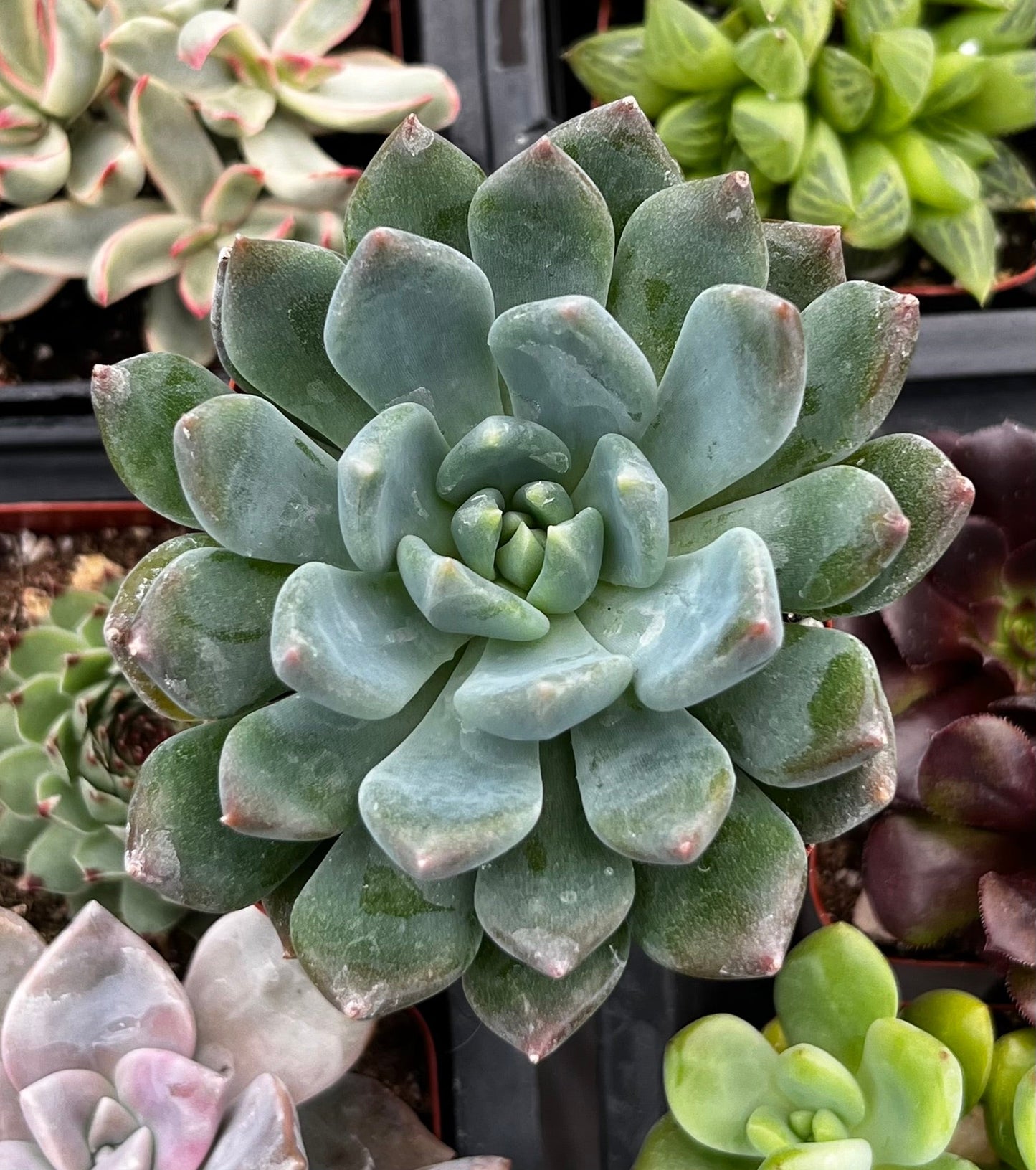 Blue Echeveria