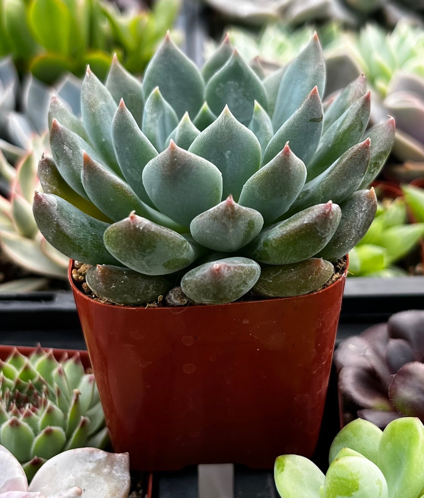 Blue Echeveria