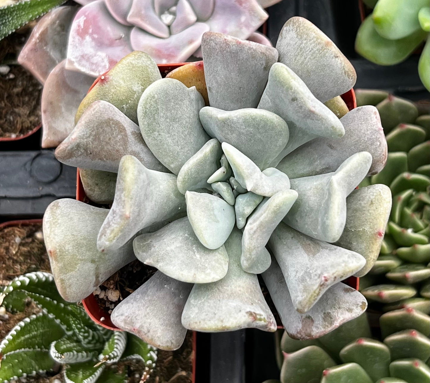 Cubic Frost Echeveria