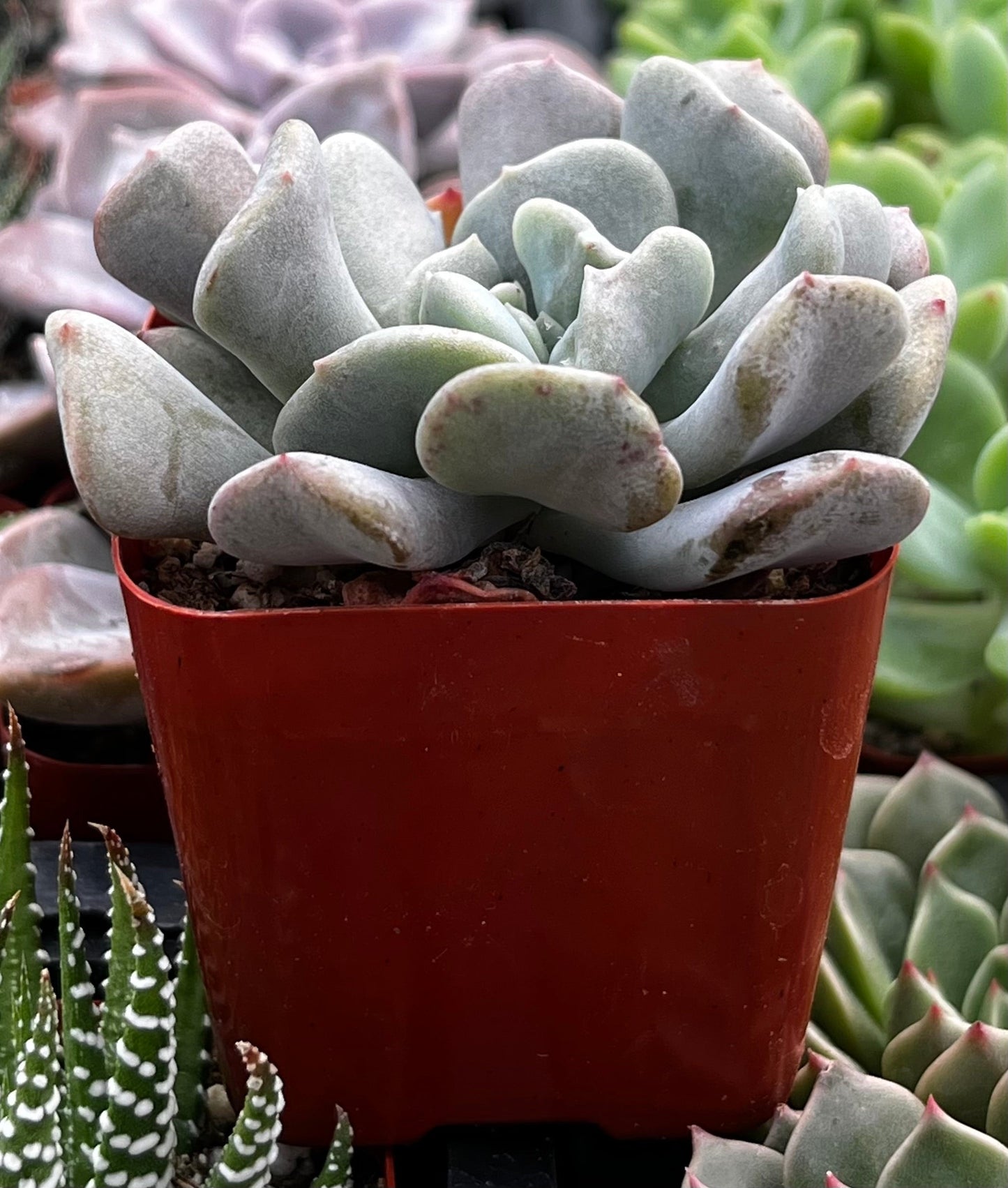 Cubic Frost Echeveria