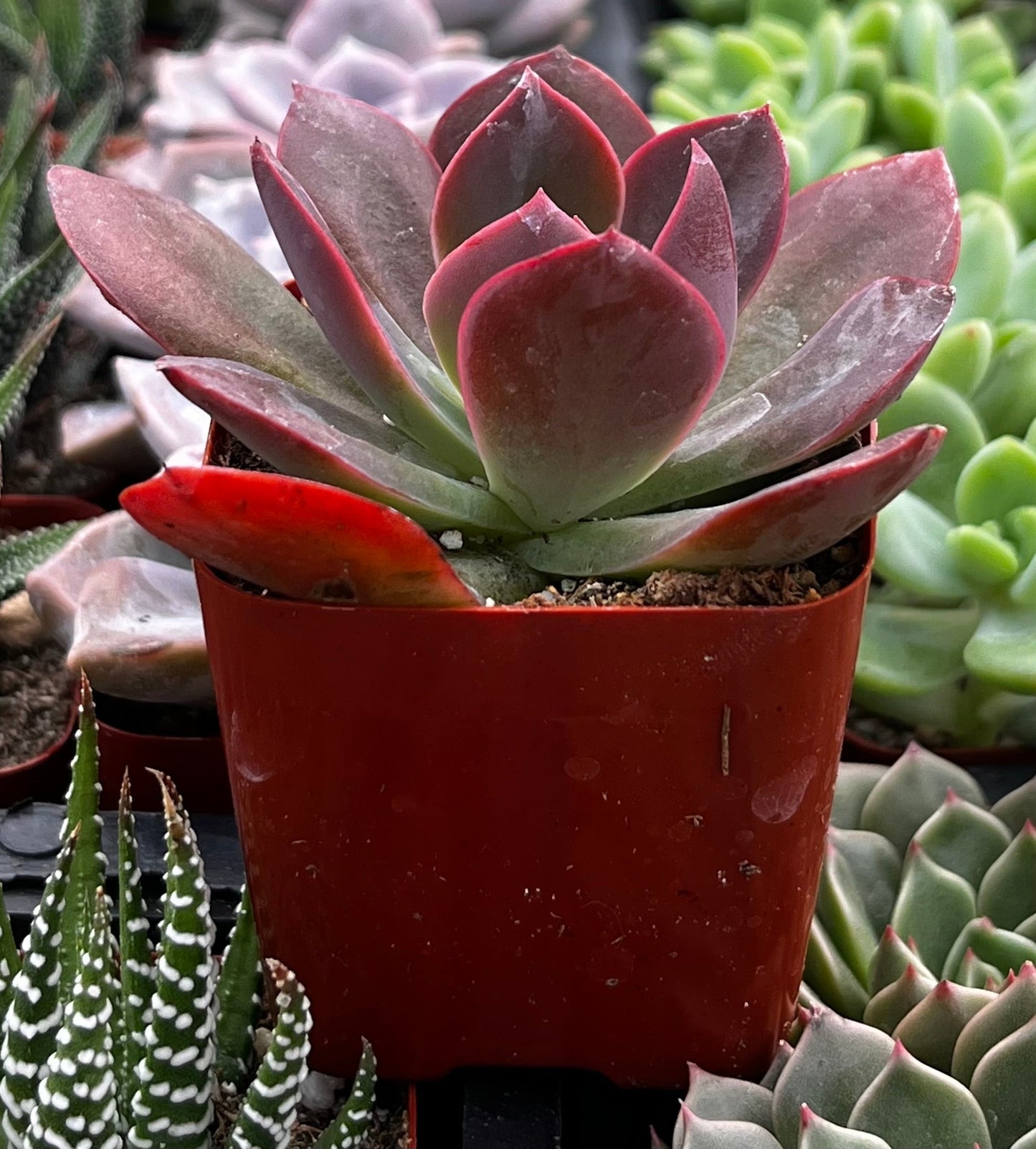Red Baron Echeveria