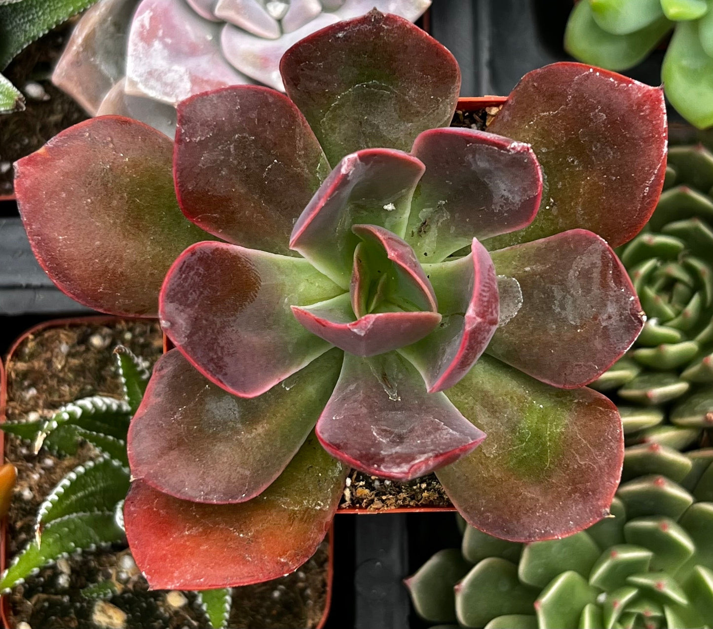 Red Baron Echeveria