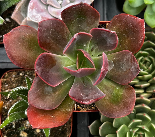 Red Baron Echeveria