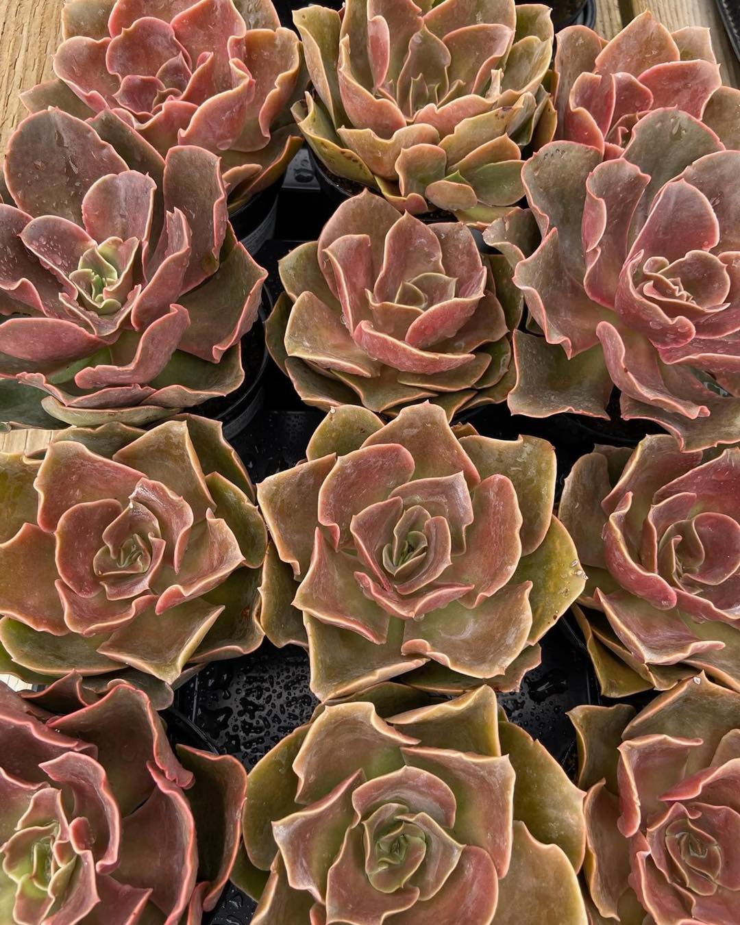 Fireglow Echeveria