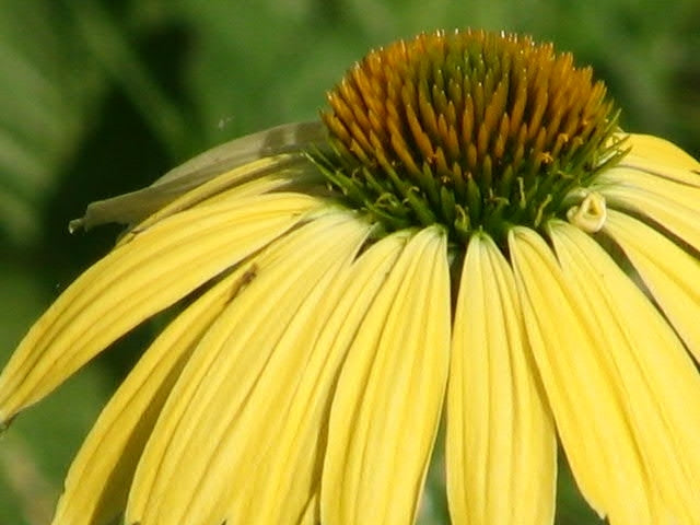 ASSORTED SELECT PERENNIALS 1gal