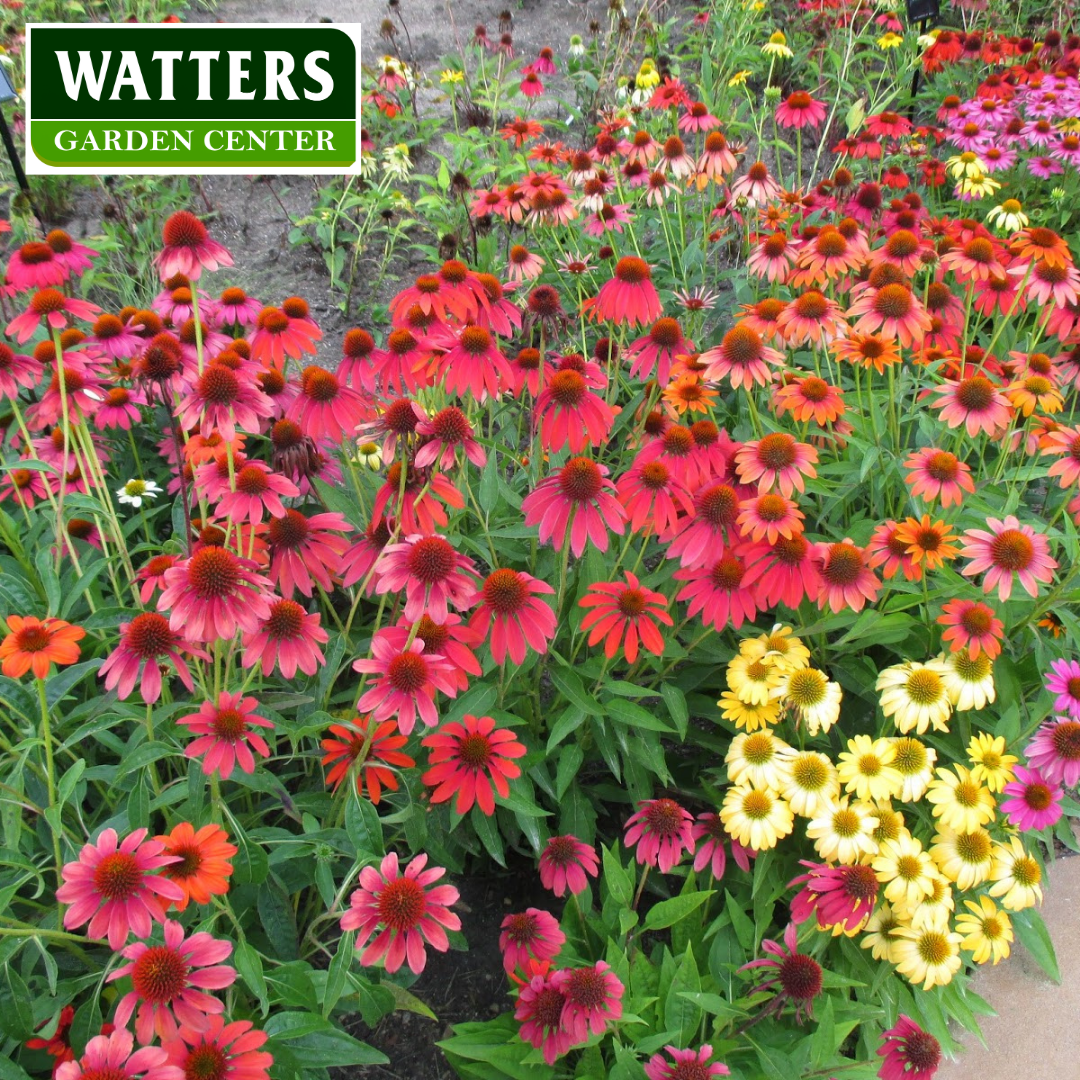ASSORTED SELECT PERENNIALS 1gal