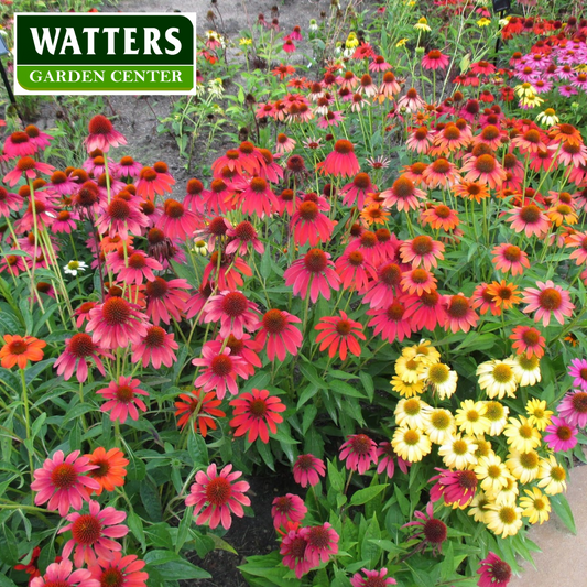 ASSORTED SELECT PERENNIALS 1gal