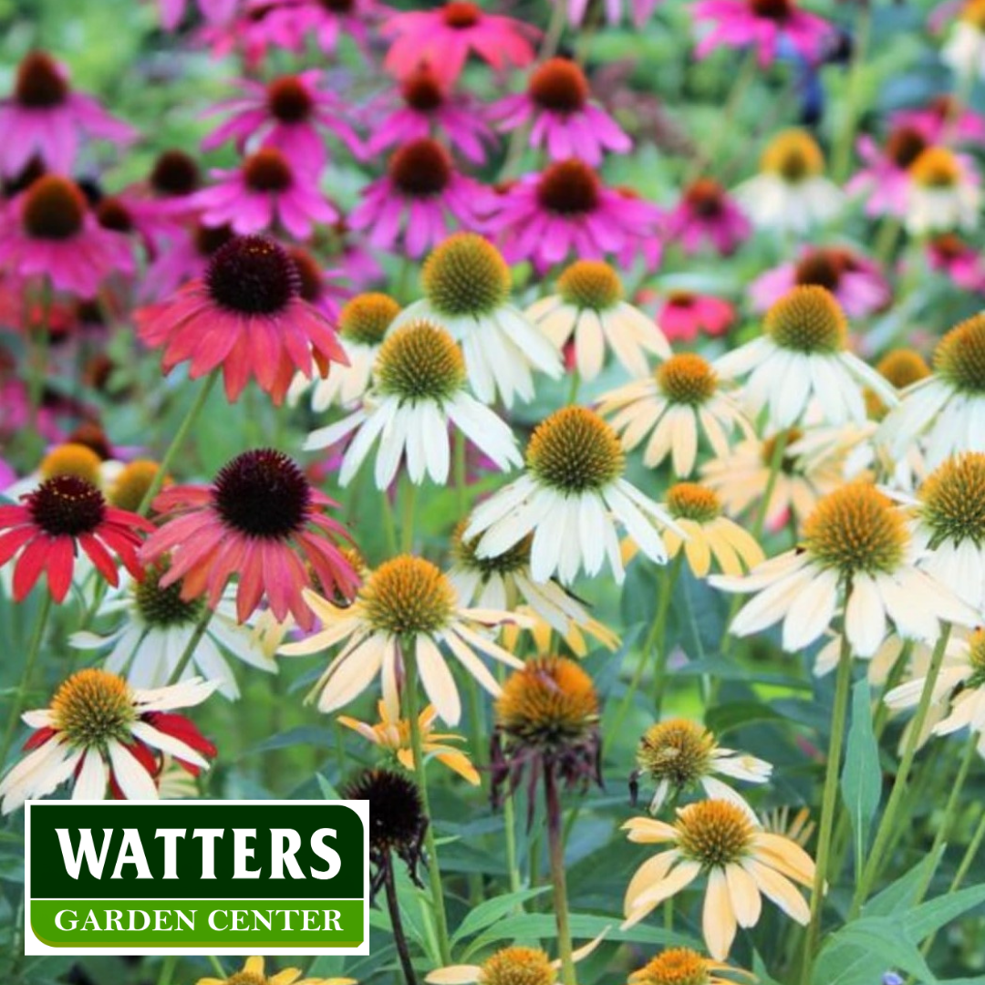 ASSORTED SELECT PERENNIALS 2gal