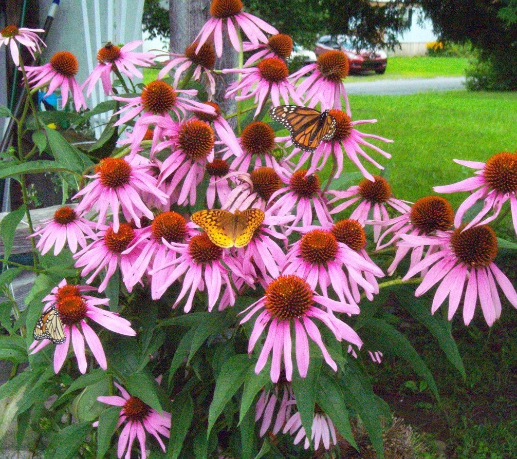ASSORTED SELECT PERENNIALS 1gal
