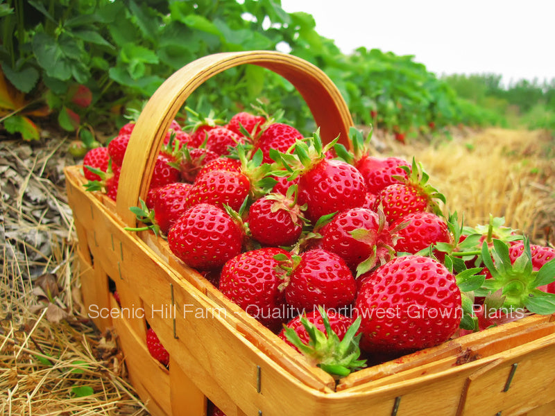 *** Bare Root Eclair Strawberry Plants - Extra Sweet and Fragrant Berries