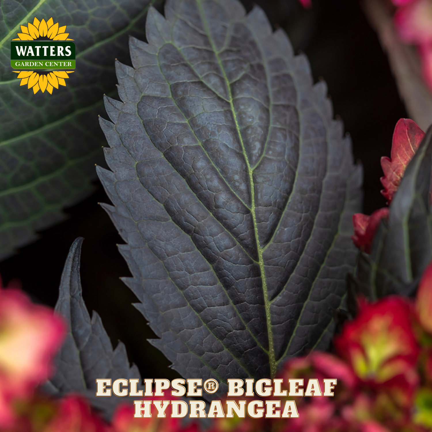 Close-up of a dark green leaf with red flowers and Watters Garden Center logo.