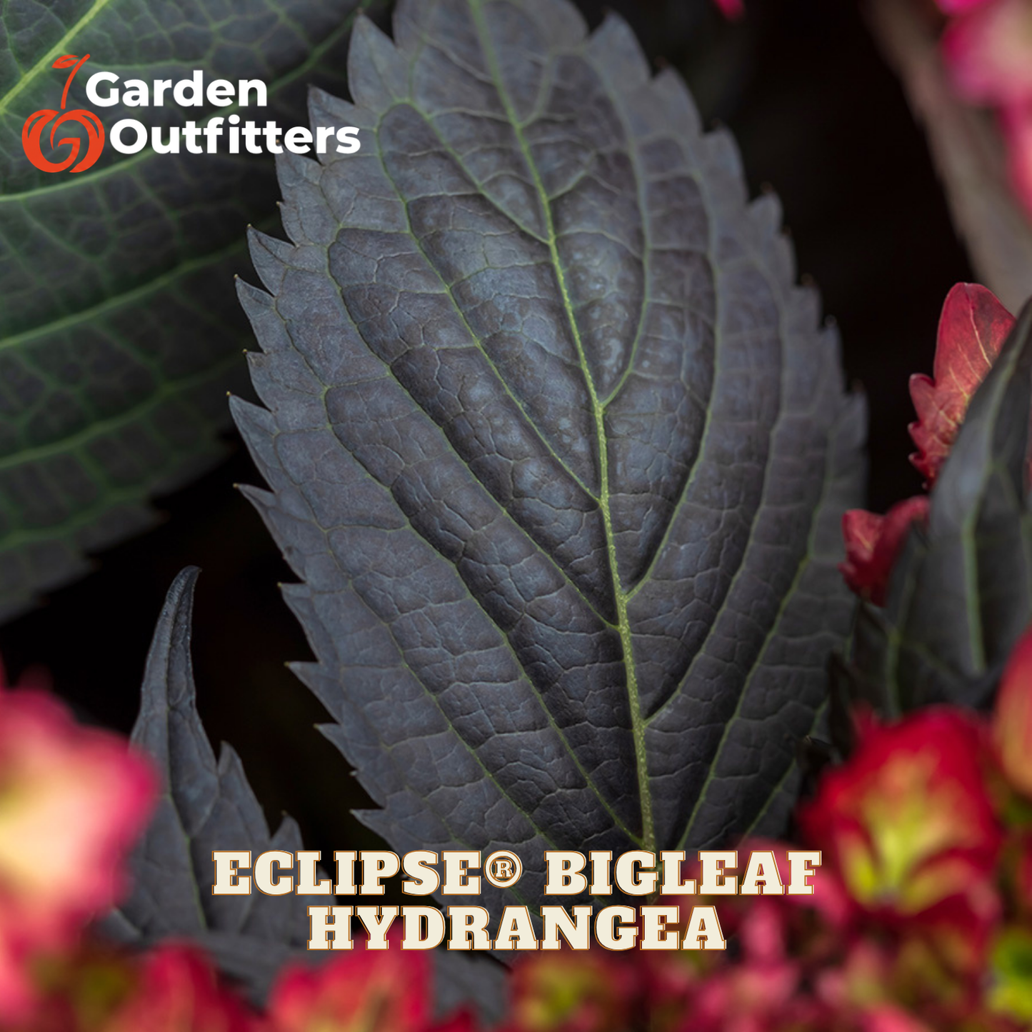 Close-up of a dark purple-brown bigleaf hydrangea leaf with serrated edges and prominent veins, surrounded by blurred pink flowers. Text overlays read 'Garden Outfitters' and 'ECLIPSE BIGLEAF HYDRANGEA'.