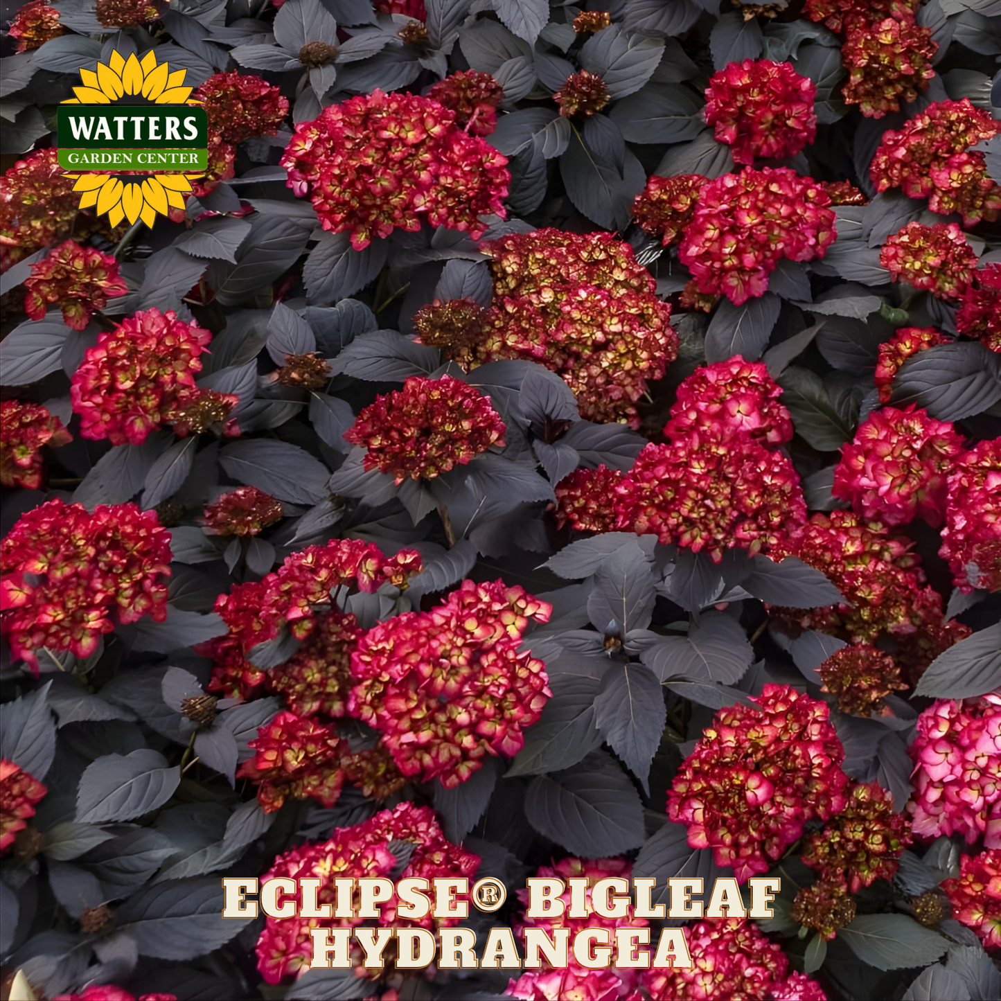Eclipse Bigleaf Hydrangea with Watters Garden Center logo