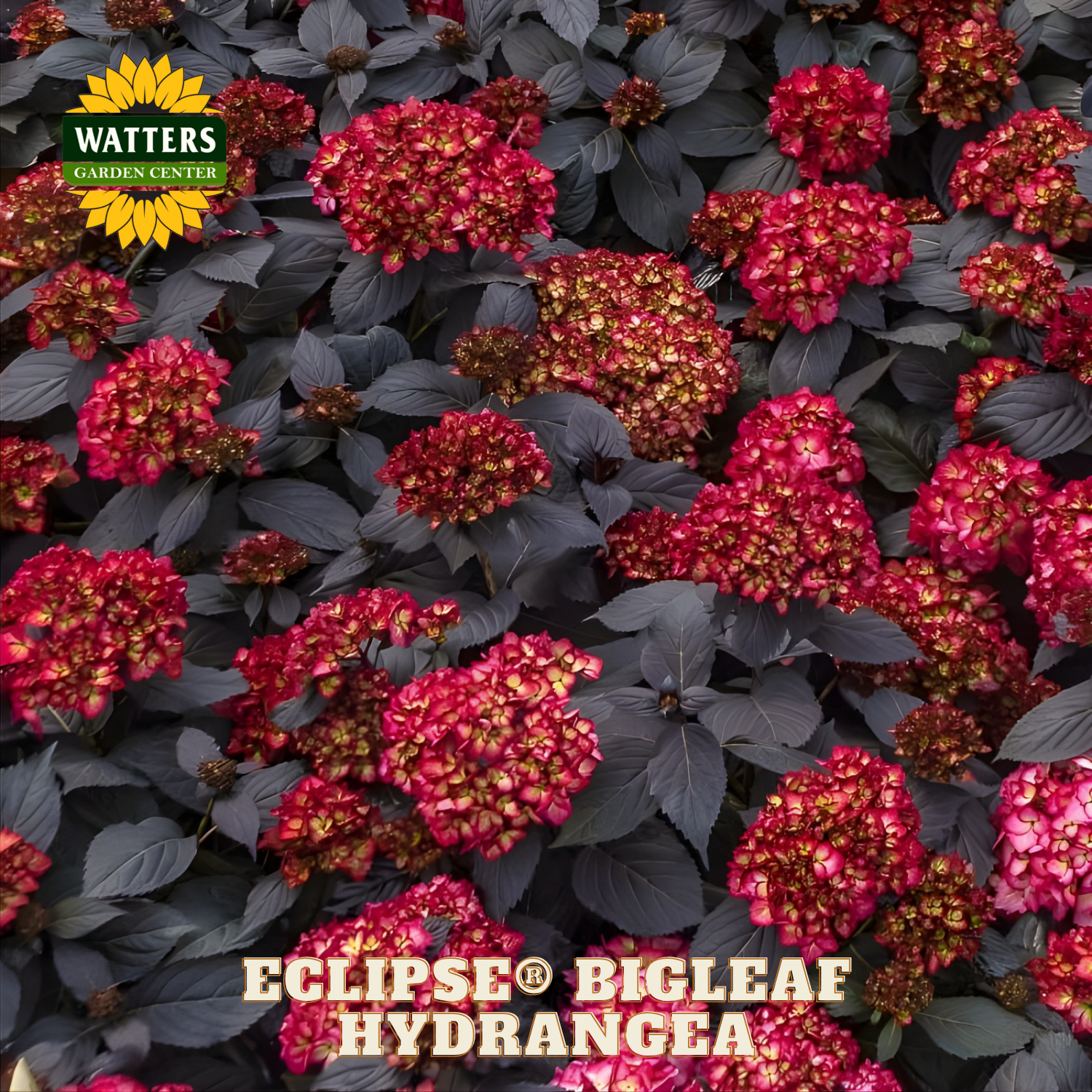 Eclipse Bigleaf Hydrangea with Watters Garden Center logo
