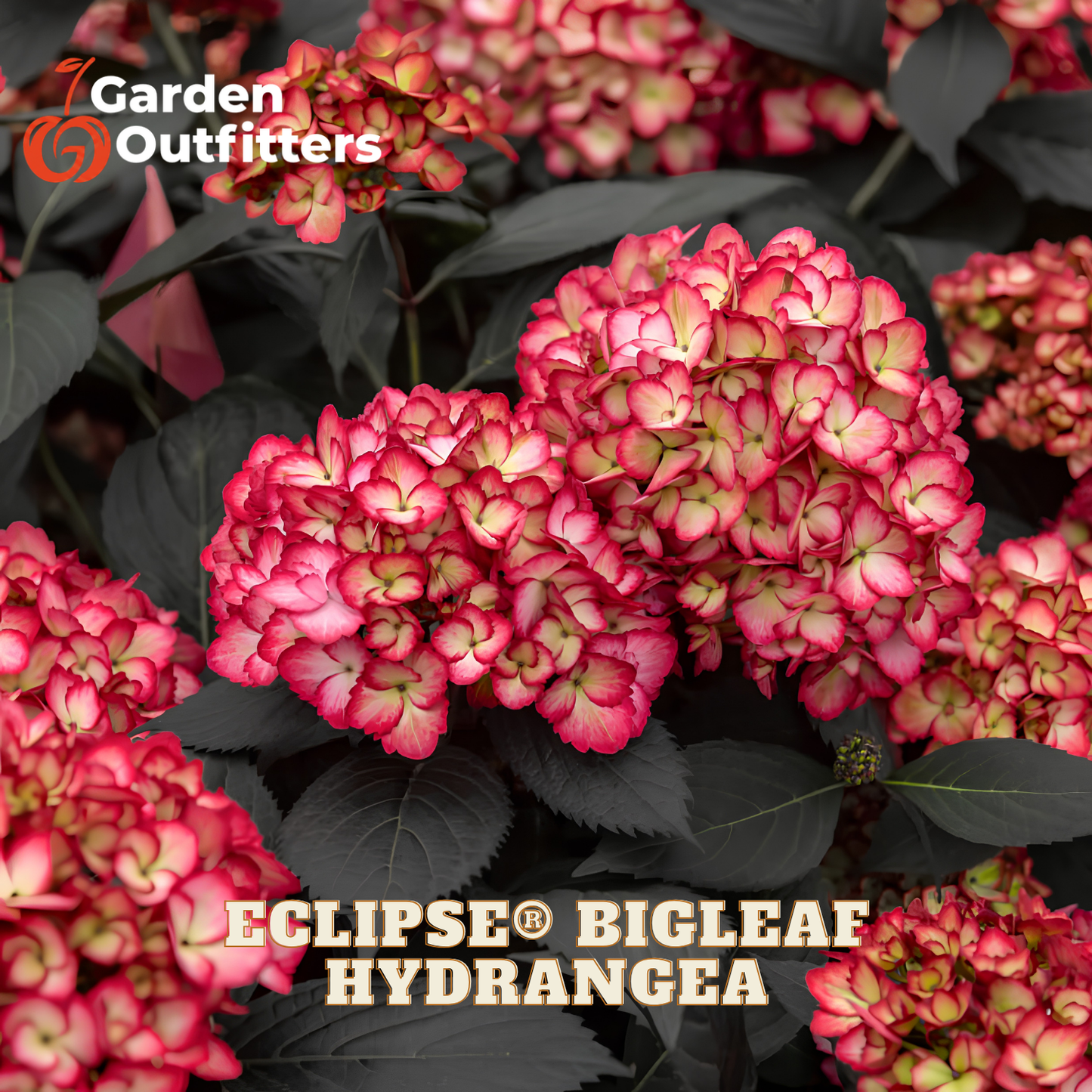 Close-up of pink and red bigleaf hydrangea flower blooms with dark green leaves, featuring the Garden Outfitters logo and Eclipse Bigleaf Hydrangea text.