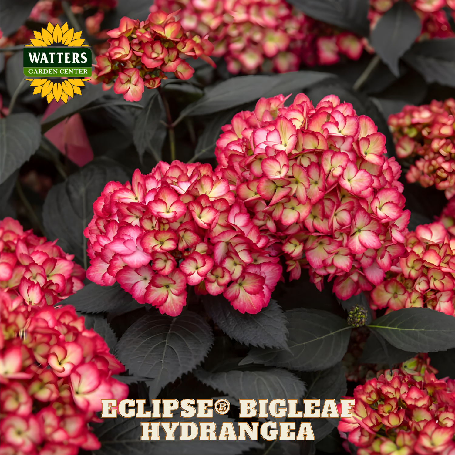 Pink hydrangea flowers with Watters Garden Center logo in the corner.