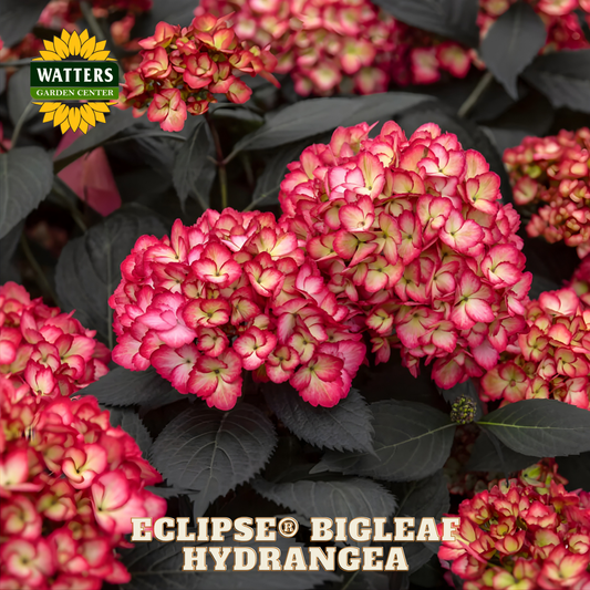 Pink hydrangea flowers with Watters Garden Center logo in the corner.