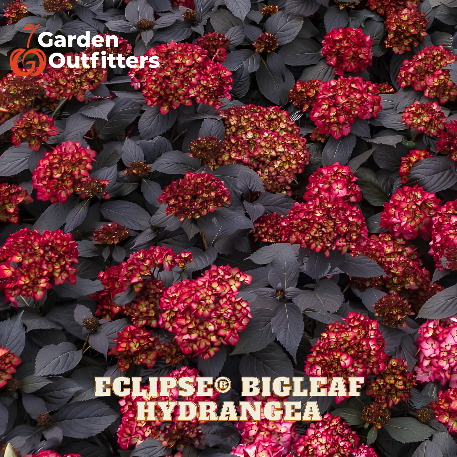 Close-up of a Garden Outfitters Eclipse Bigleaf Hydrangea with dark purple leaves and clusters of deep pink to burgundy flowers, with text overlays identifying the brand and product name.