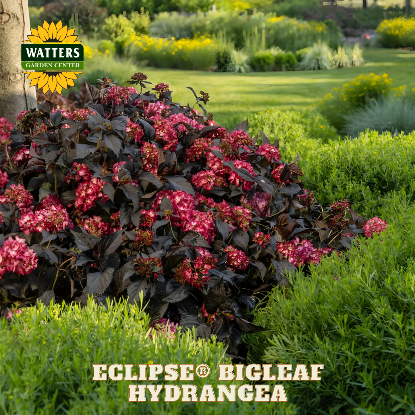 Eclipse Bigleaf Hydrangea plant in a garden setting with Watters Garden Center branding.