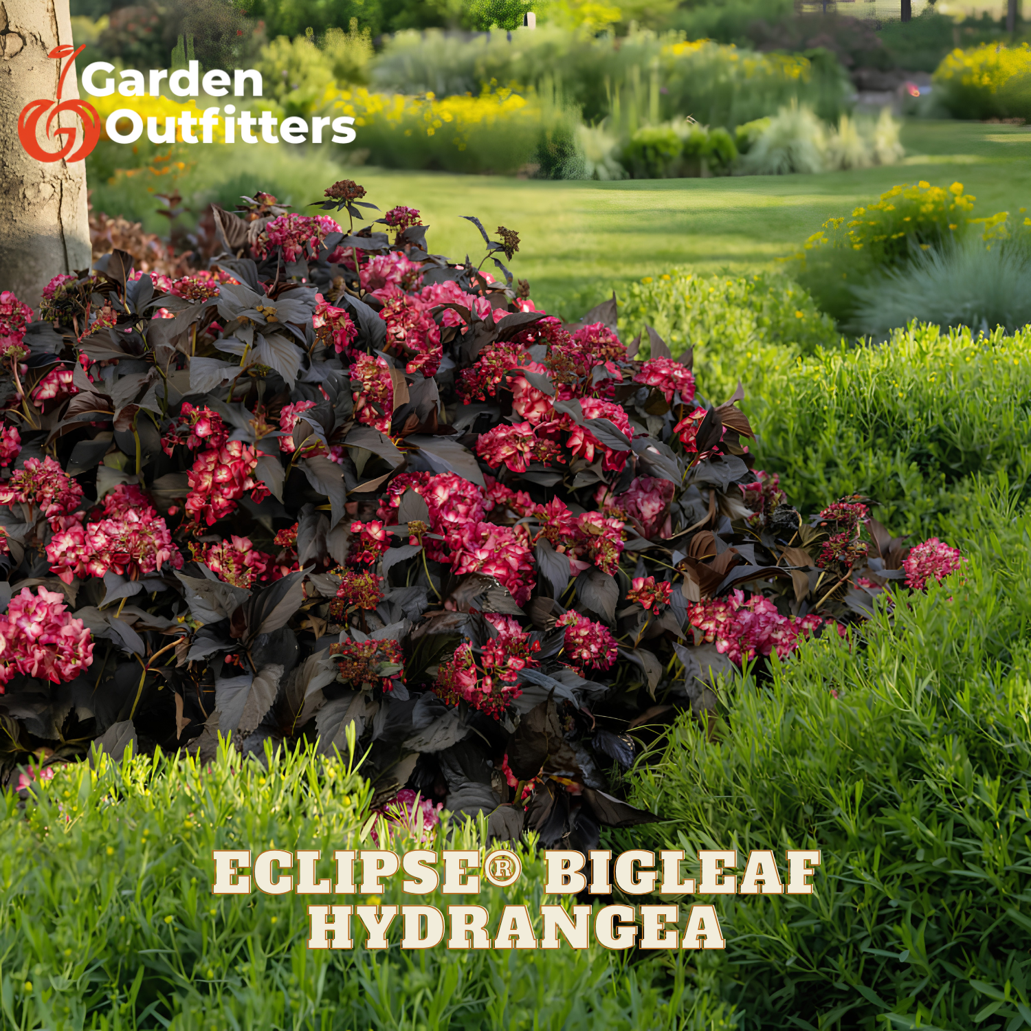 A large Garden Outfitters Eclipse Bigleaf Hydrangea bush with dark purple leaves and clusters of pink flowers, shown in a landscaped garden setting with green grass and shrubs.