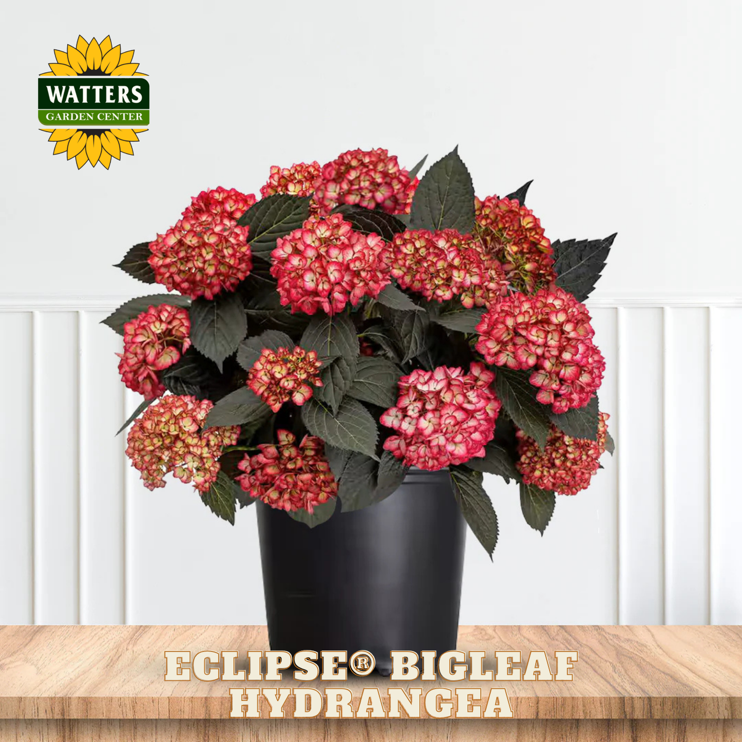 Potted plant of Eclipse Bigleaf Hydrangea with Watters Garden Center logo on a white background
