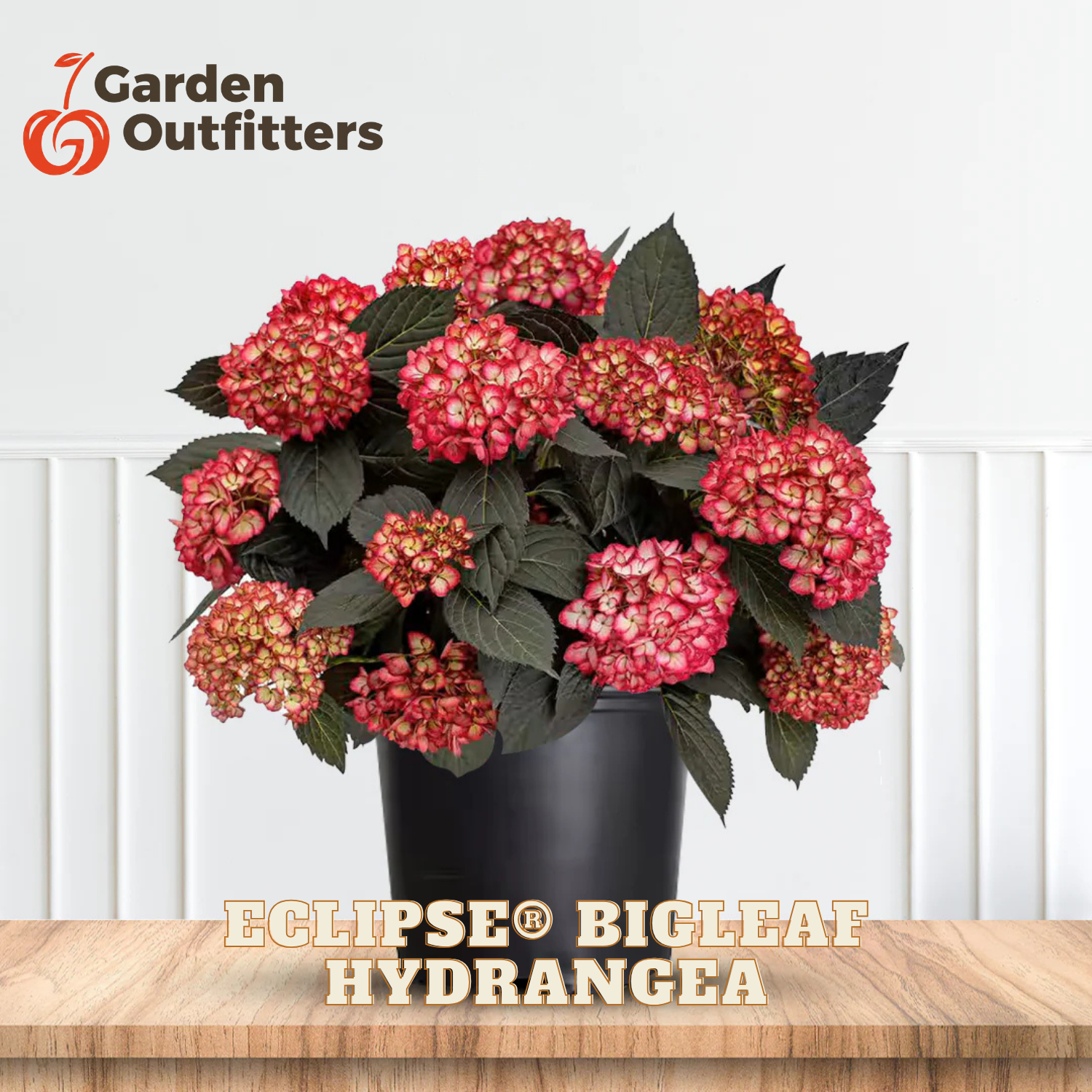 A potted Eclipse Bigleaf Hydrangea with clusters of pinkish-red flowers and dark green leaves in a black pot, displayed on a wooden surface against a white paneled wall. The Garden Outfitters logo is visible in the top left, and product text is at the bottom.