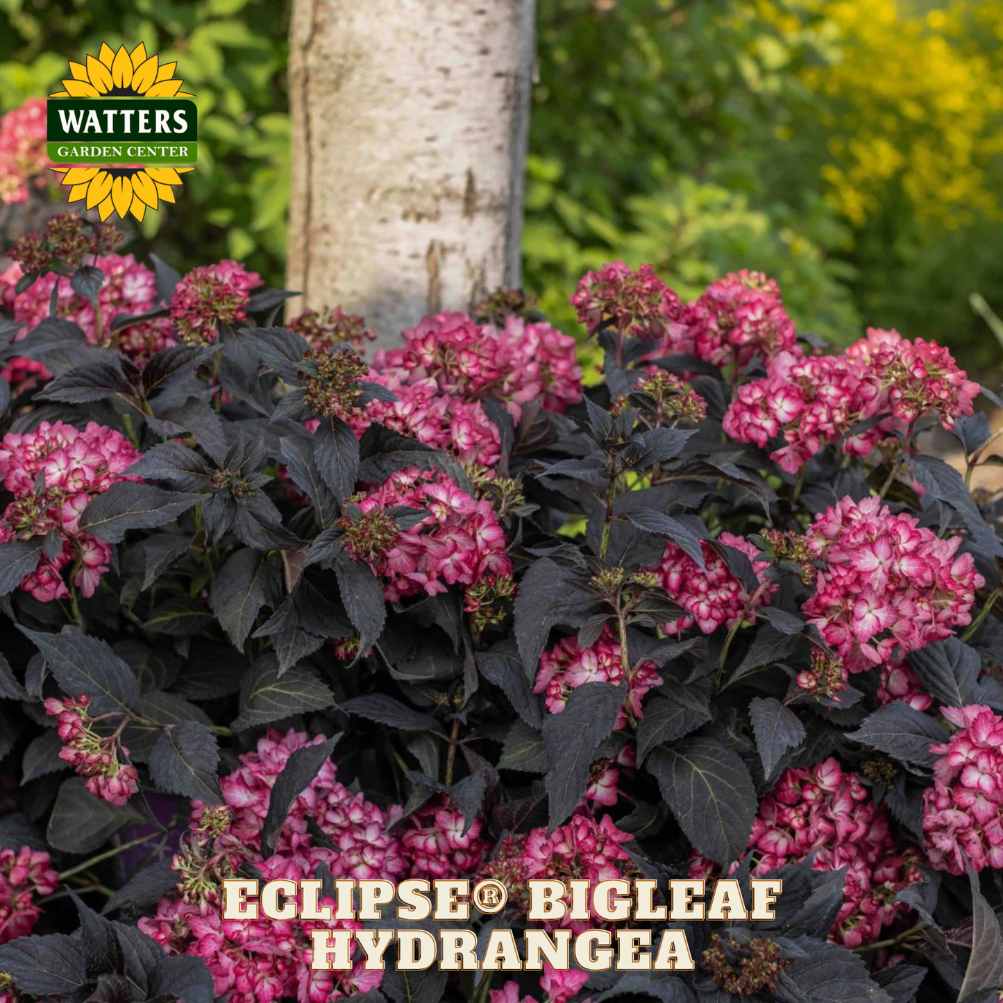 Pink bigleaf hydrangea with dark green leaves and a tree trunk in the background, featuring Watters Garden Center branding.