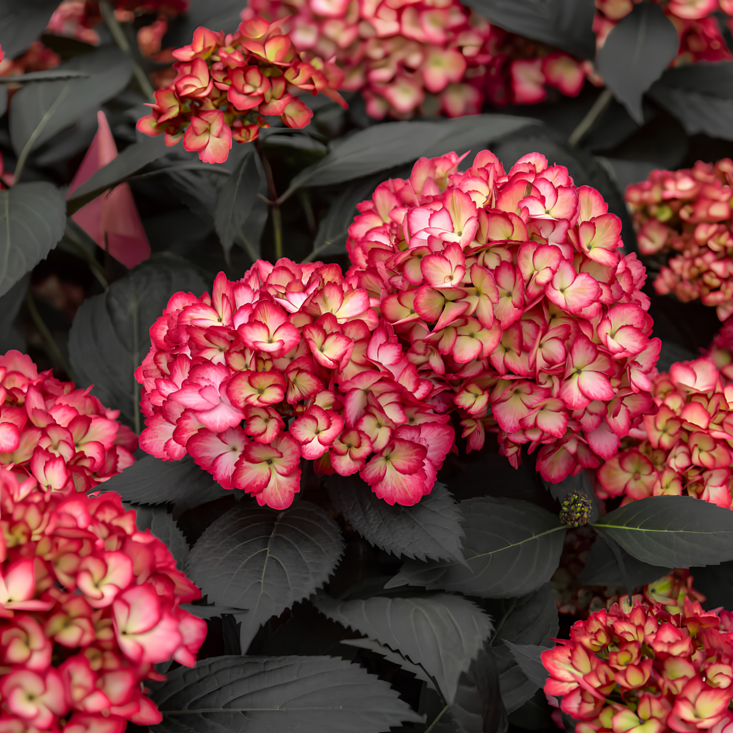 Close-up of pink and cream hydrangea flower blooms with dark green to black leaves.