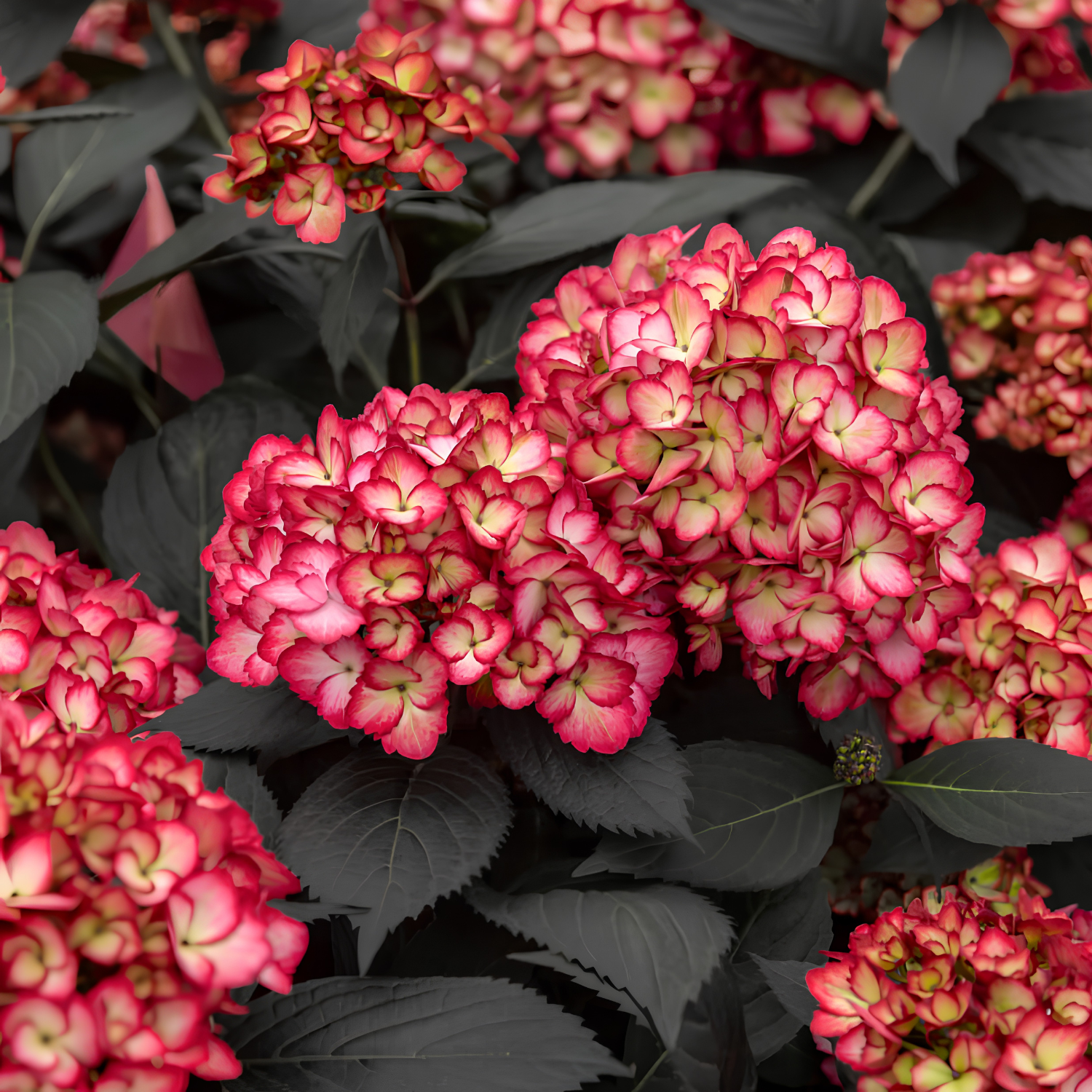 Close-up of pink and cream hydrangea flower blooms with dark green to black leaves.