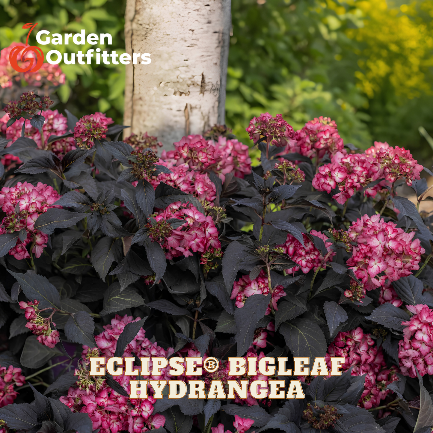 Pink Eclipse Bigleaf Hydrangea flowers with dark leaves growing in a garden setting, with a birch tree trunk in the background and Garden Outfitters branding and product text overlaid.