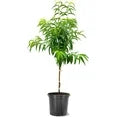 ELBERTA PEACH TREE 7gal