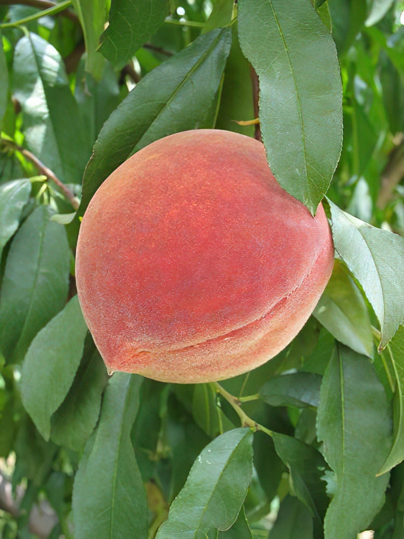 ELBERTA PEACH TREE 10gal