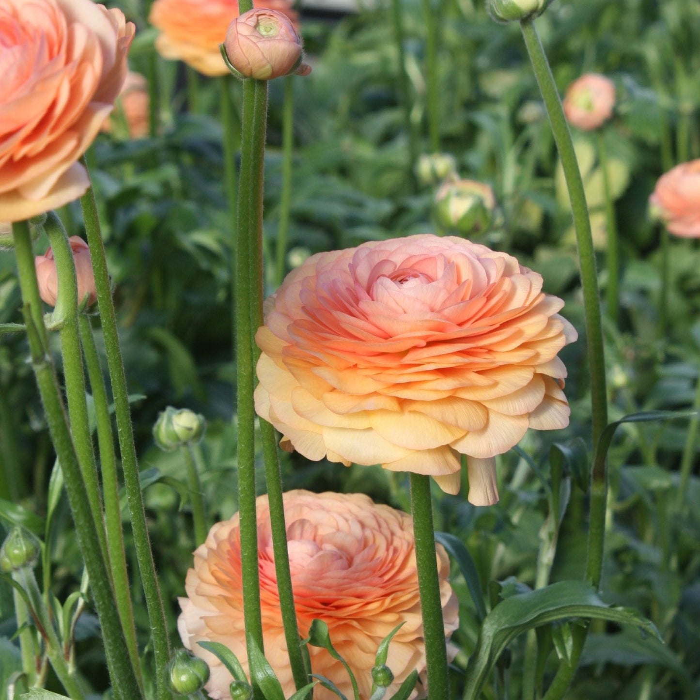 Italian Ranunculus - Elegance Salmon