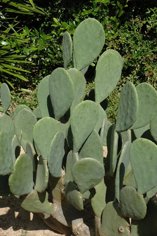 ELLISIANA SPINELESS PRICKLY PEAR 5gal