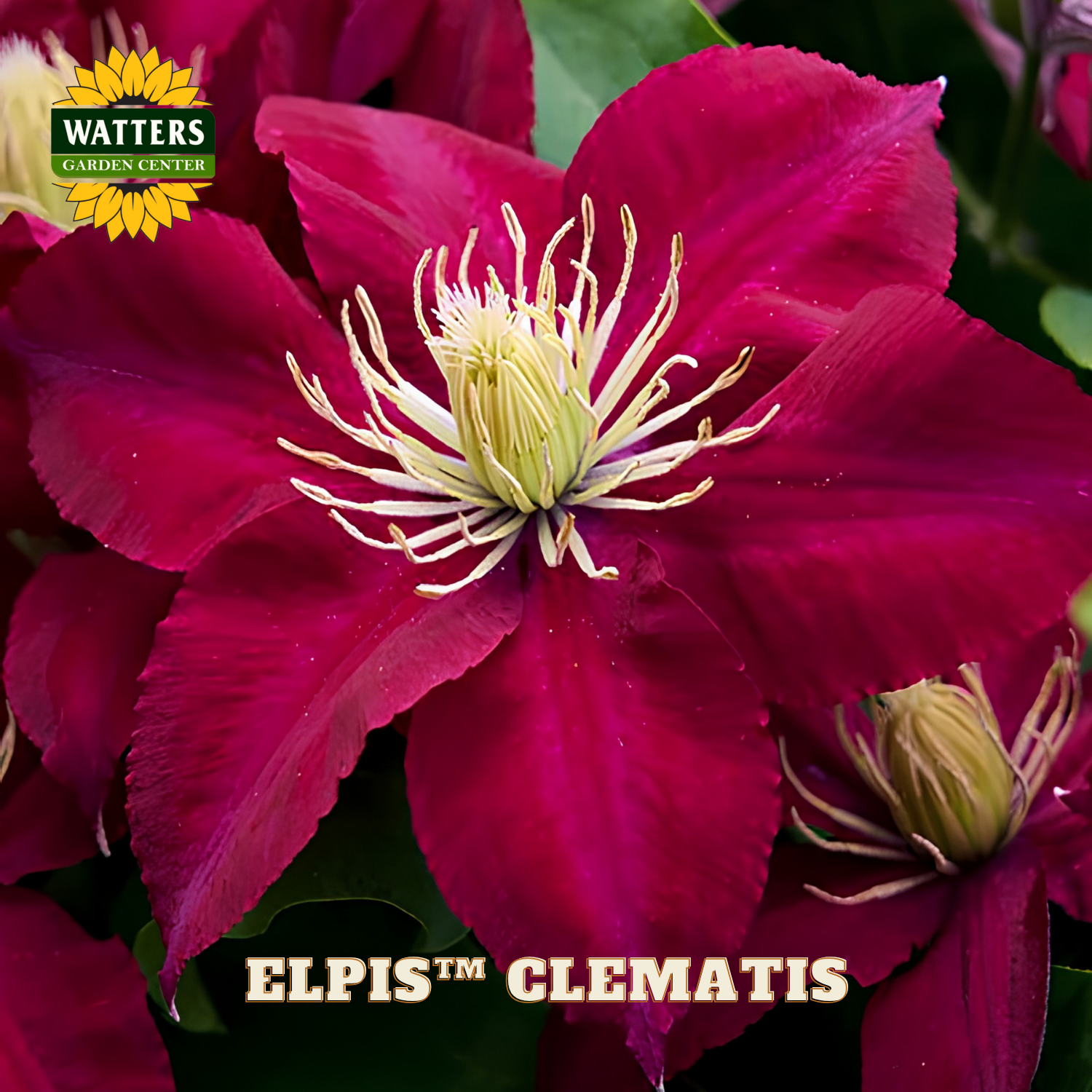 Red clematis flower with green leaves and Watters Garden Center logo.
