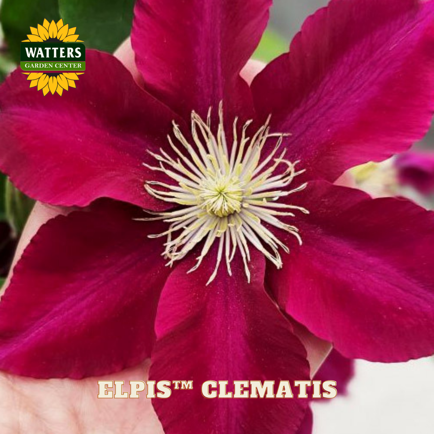 Close-up of a vibrant red clematis flower with 'Watters Garden Center' branding.