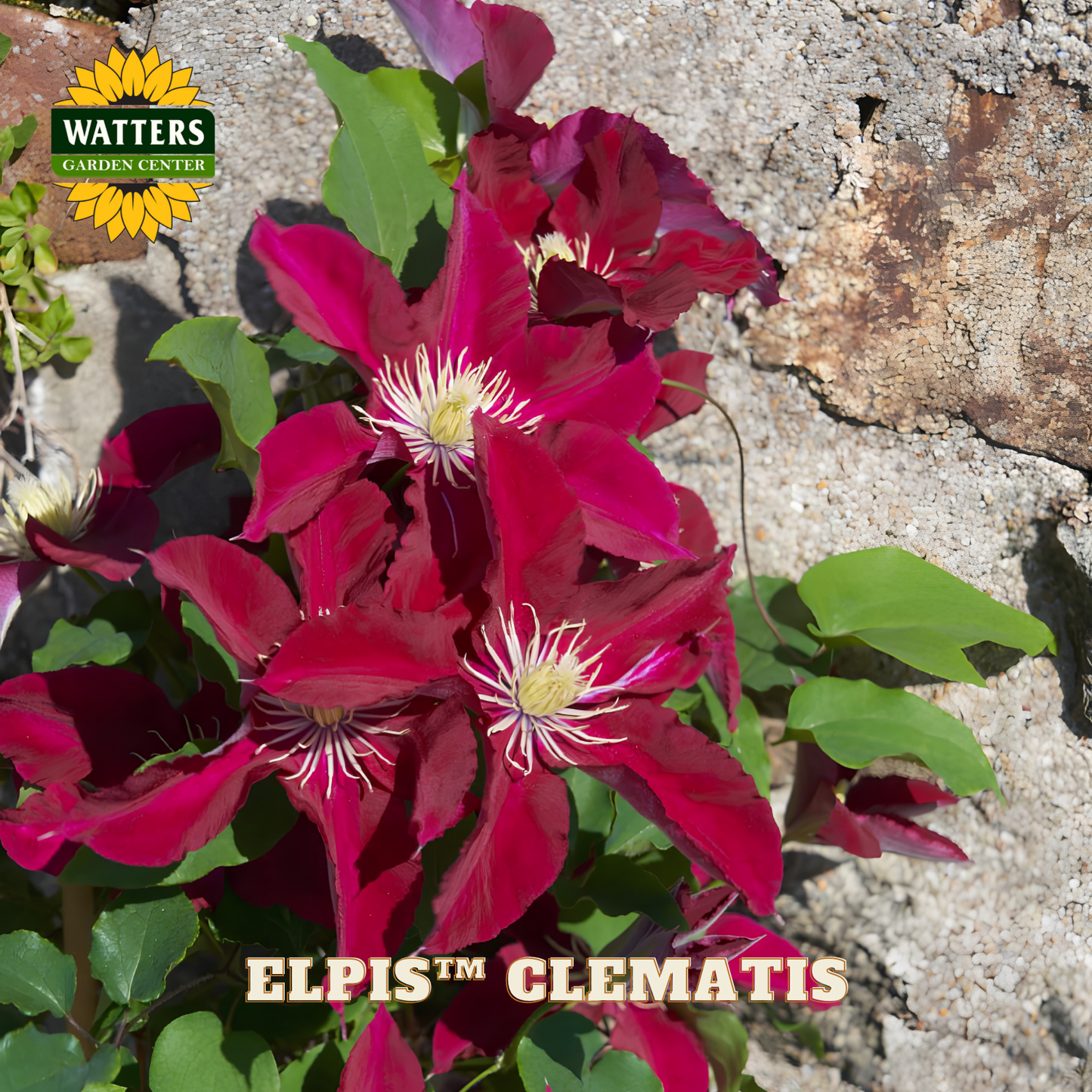 Red clematis flowers with green leaves against a stone wall, featuring Watters Garden Center branding.
