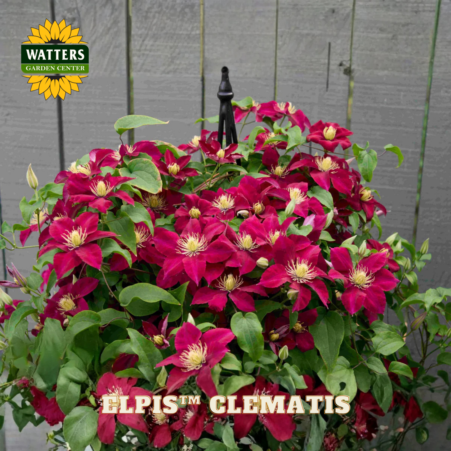 Potted Elpis Clematis plant with Watters Garden Center branding on a gray background