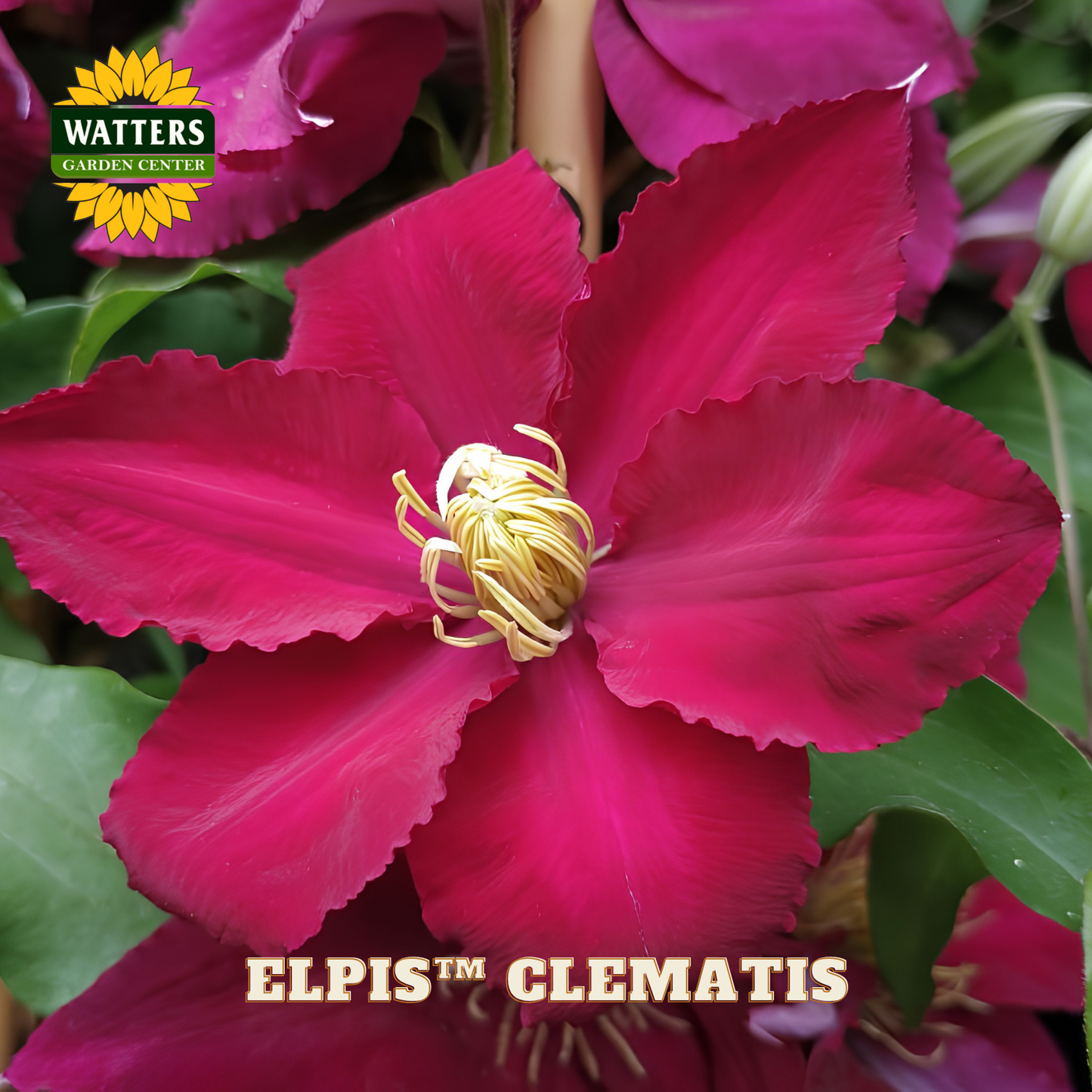 Close-up of a vibrant pink clematis flower with green leaves, featuring Watters Garden Center branding.