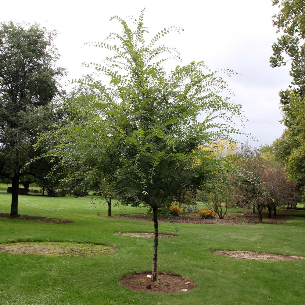EMERALD SUNSHINE ELM TREE 10gal