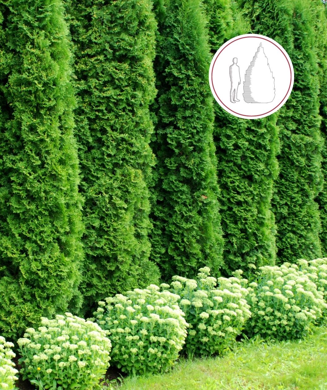 EMERALD GREEN ARBORVITAE 10gal