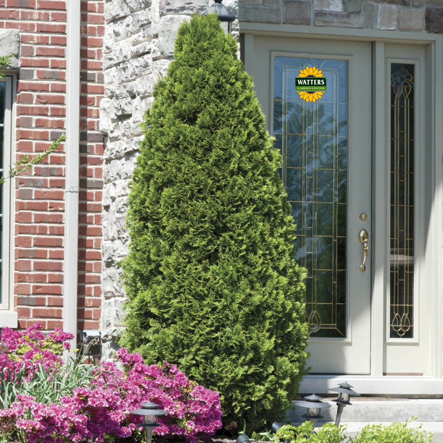 Emerald Green Arborvitae - 3 gal 36"