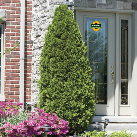 Emerald Green Arborvitae - 3 gal 36"