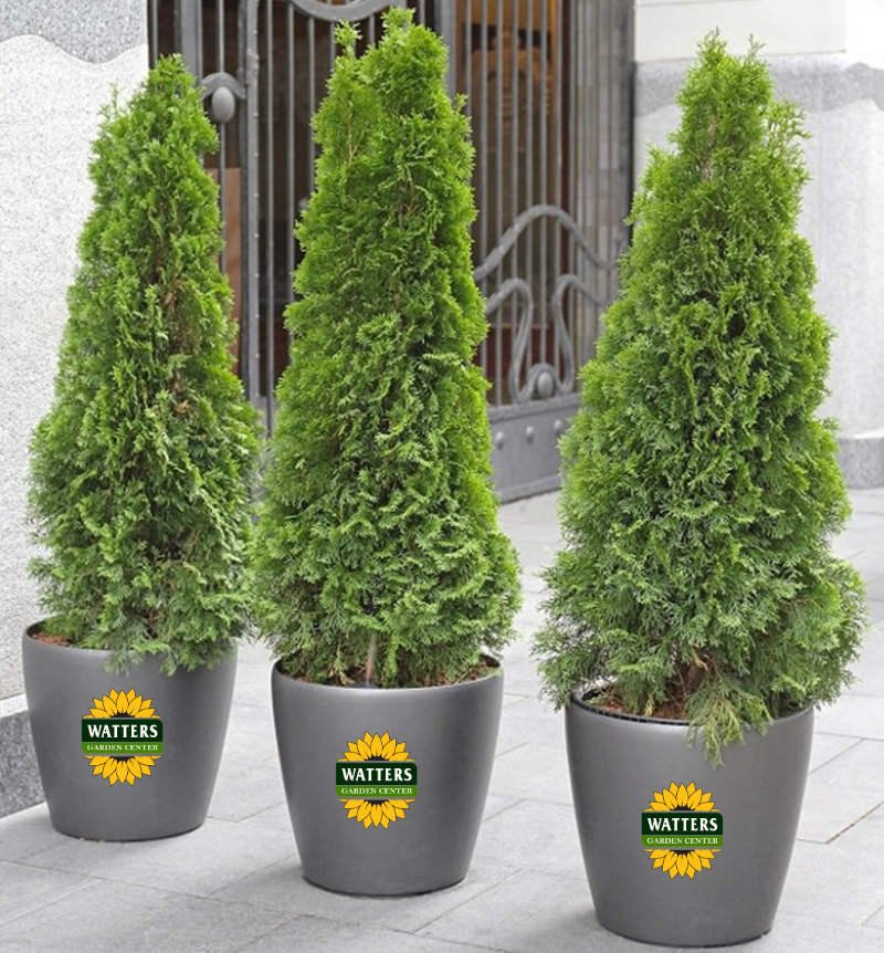 Emerald Green Arborvitae - 3 gal 36"