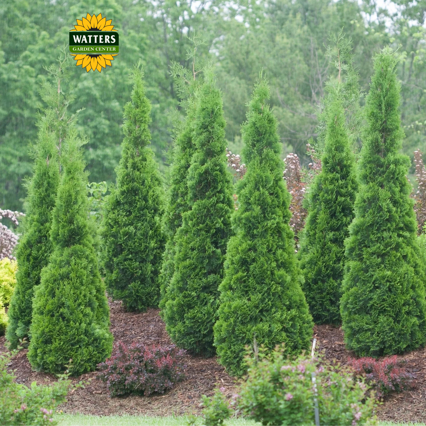 Emerald Green Arborvitae - 3 gal 36"