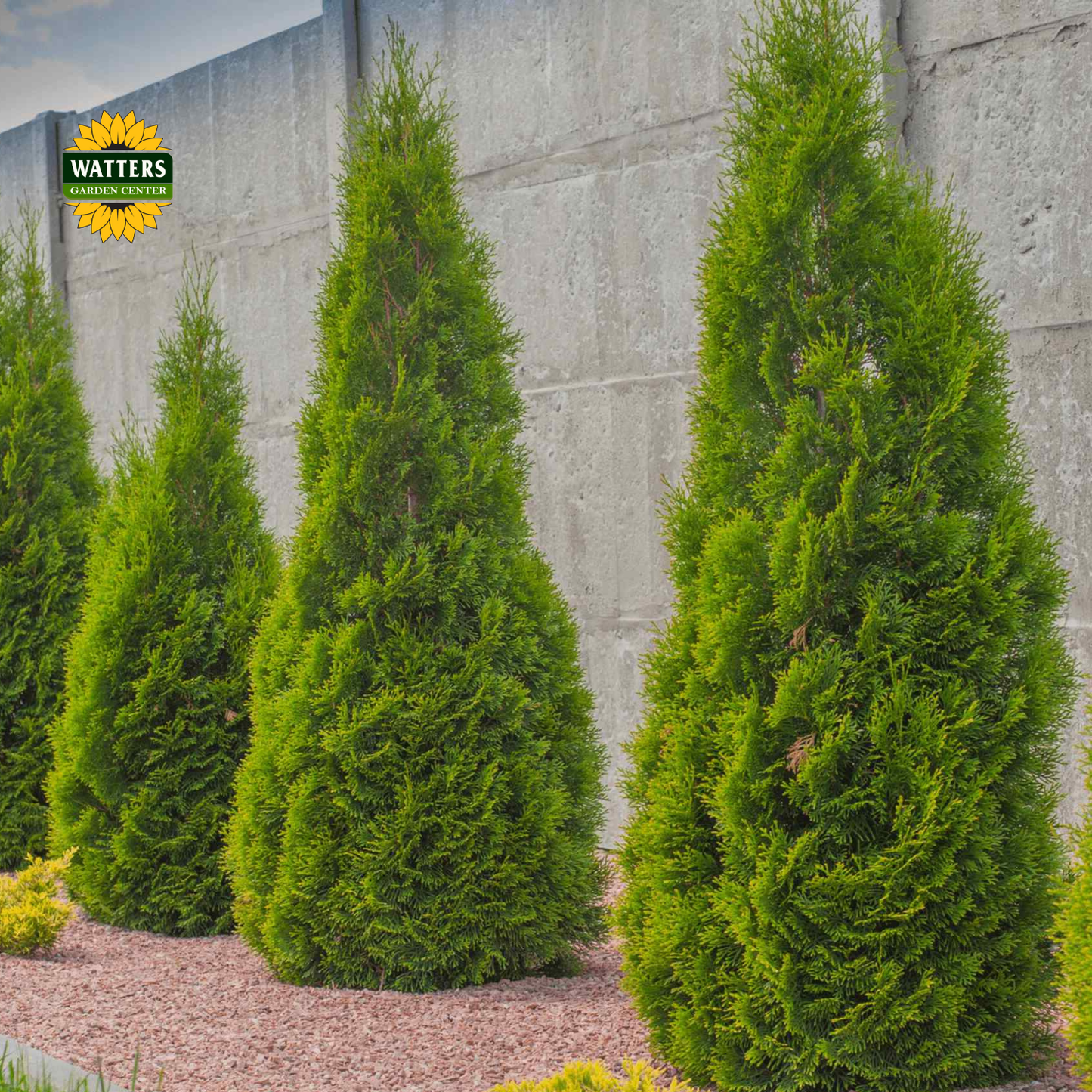 Emerald Green Arborvitae - 3 gal 36"