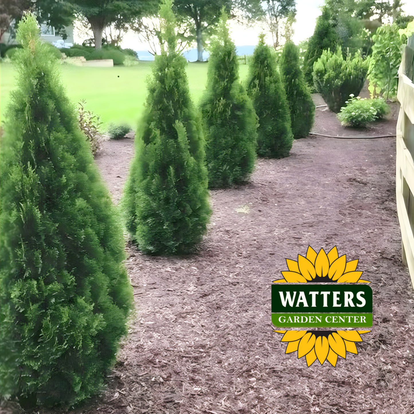 Emerald Green Arborvitae - 3 gal 36"